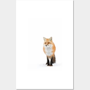 Red fox pose - Algonquin Park Posters and Art